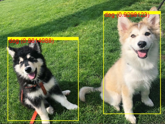 ML.NET detectou dois cachorros na foto, usando o ONNX